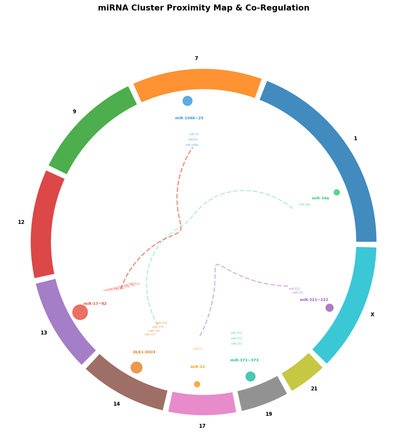 miRNA-Cluster-Karte mit Co-Regulation