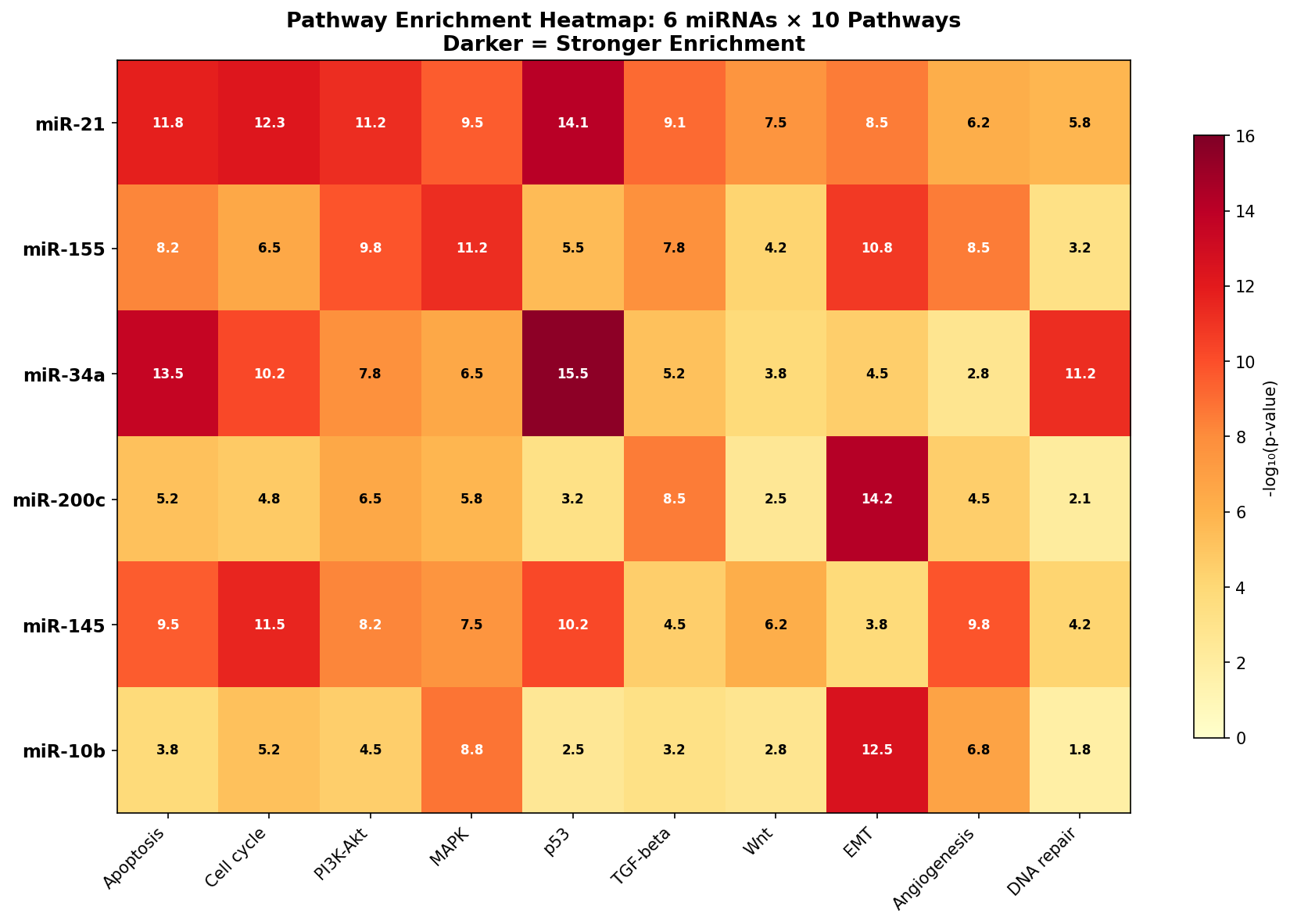 Enrichment Heatmap: 6 miRNAs × 10 Pathways